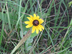 Rudbeckia hirta