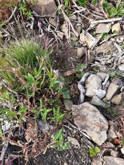 Epilobium anagallidifolium