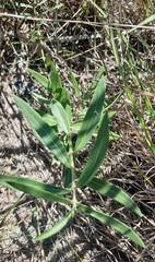 Talinum aurantiacum