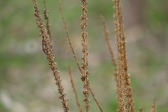 Reseda luteola