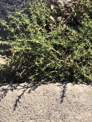 Salsola australis