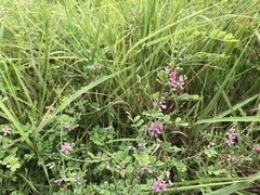 Indigofera pseudotinctoria