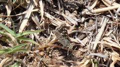 Spialia diomus