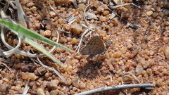 Aloeides damarensis