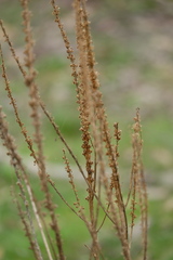 Reseda luteola