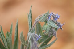 Trichodesma zeylanicum