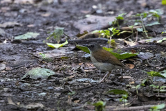 Chamaetylas poliocephala