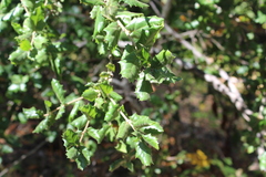 Quercus durata
