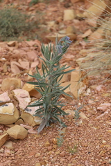 Trichodesma zeylanicum