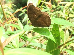 Junonia iphita