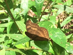 Junonia iphita