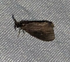 Cryptothelea gloverii