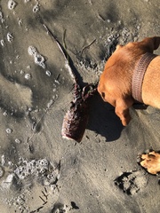 Panulirus interruptus