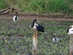 Anseranas semipalmata