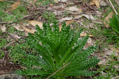 Reseda luteola
