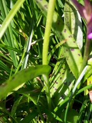 Dactylorhiza lapponica