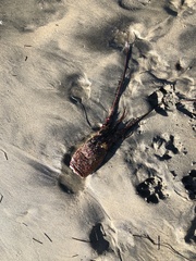 Panulirus interruptus