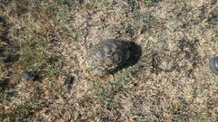 Stigmochelys pardalis