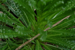 Reseda luteola