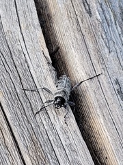 Xylotrechus albonotatus