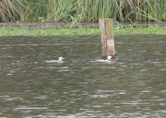 Nettapus coromandelianus