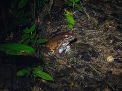 Leptodactylus
