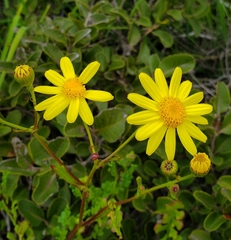 Senecio glabratus