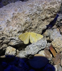 Hesperumia fumosaria