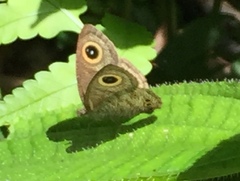 Ypthima baldus newboldi