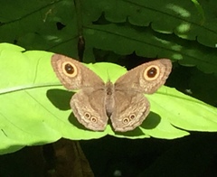 Ypthima baldus newboldi