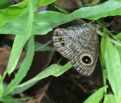 Ypthima baldus newboldi