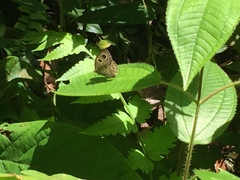 Ypthima baldus newboldi