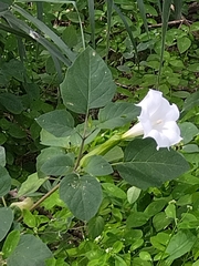 Datura wrightii
