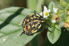 Carpocoris