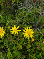 Senecio glabratus