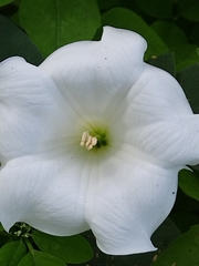Datura wrightii