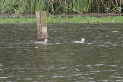 Nettapus coromandelianus