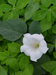 Datura wrightii