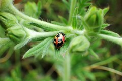 Hippodamia parenthesis