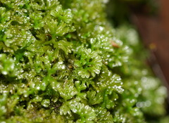 Hymenophyton flabellatum