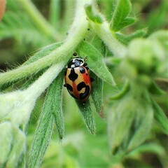 Hippodamia parenthesis