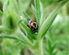 Hippodamia parenthesis