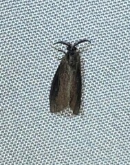 Cryptothelea gloverii