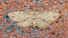 Syneora acclinis