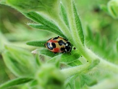 Hippodamia parenthesis