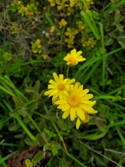 Senecio glabratus