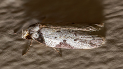 Philobota