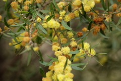 Acacia rostriformis