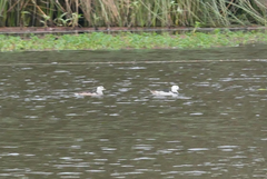 Nettapus coromandelianus