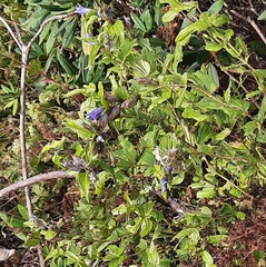 Gentiana septemfida